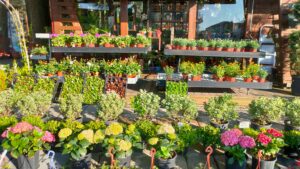 plantes vertes et fleurs