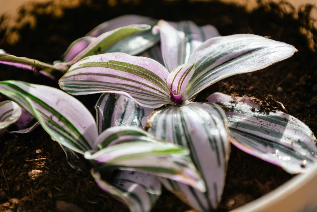 Gros plan sur les feuilles panachées vertes, roses et argentées d'une Tradescantia.