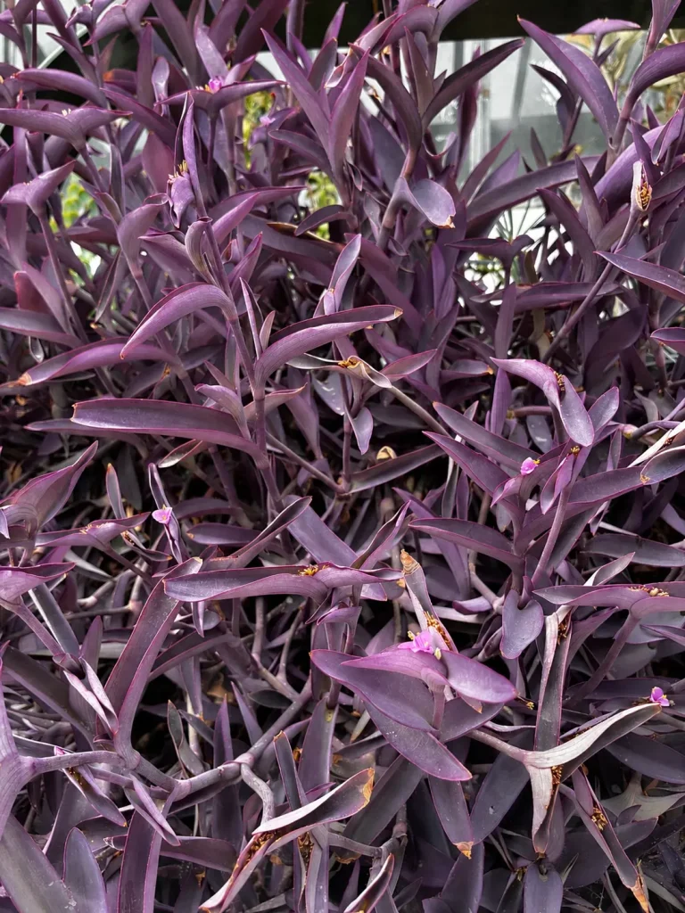 Feuillage pourpre aux longues feuilles lancéolées de Tradescantia pallida.