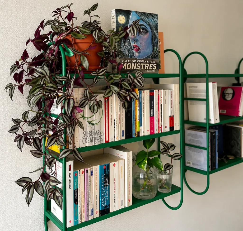Tradescantia : espèces, entretien et bouturage