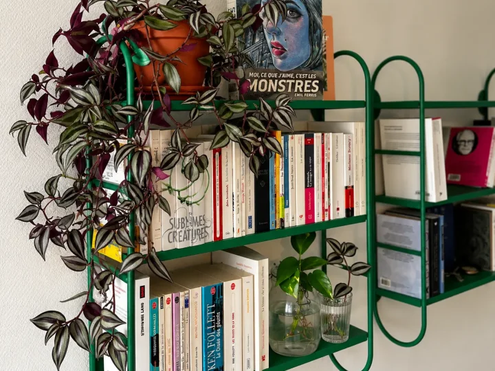Tradescantia zebrina en pot sur une bibliothèque verte, avec ses longues tiges retombantes.